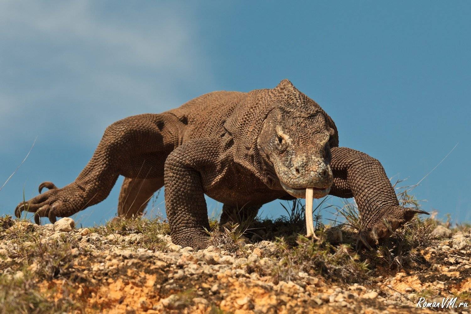 индонезия, варан, дракон, Роман Мурушкин