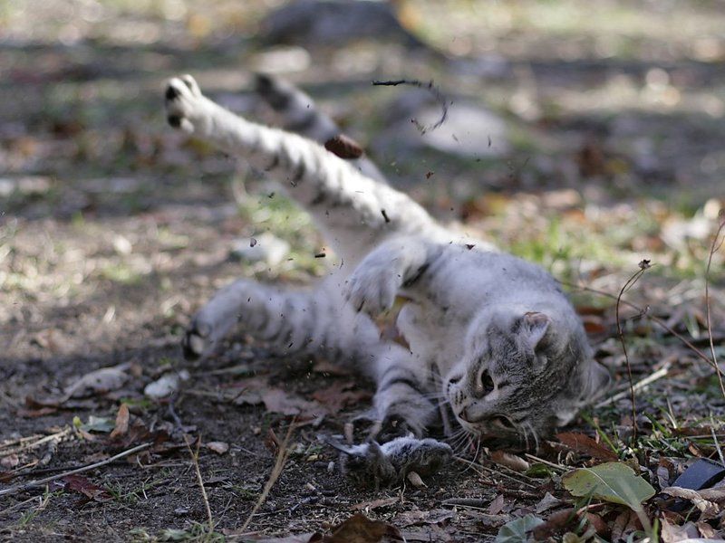 кошки, мышки, игры Кошки-Мышкиphoto preview