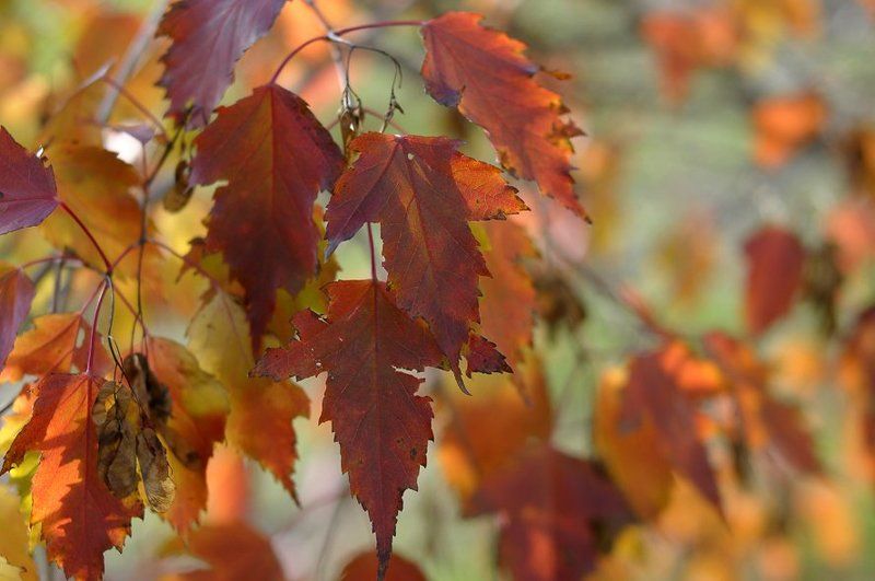 Цвета Осени.photo preview