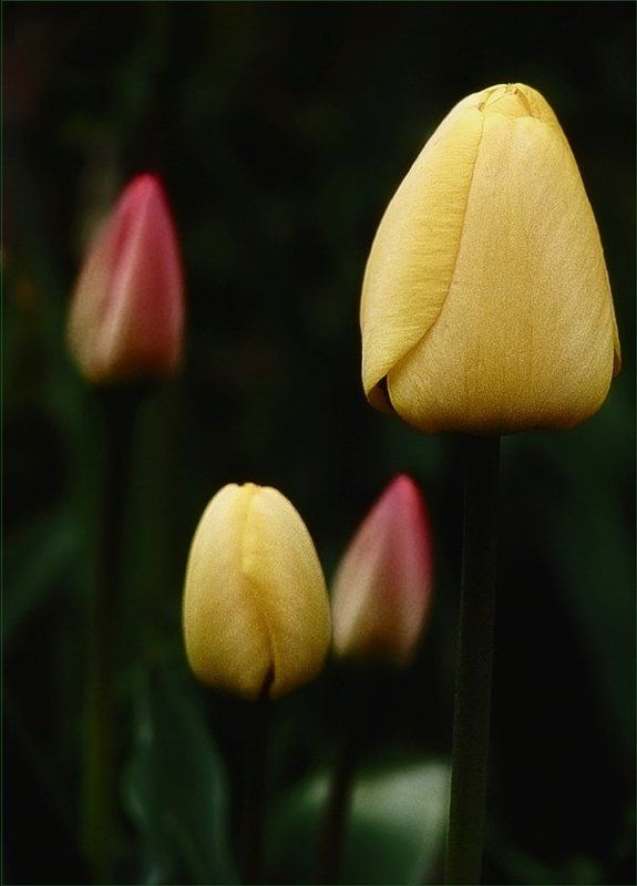 тюльпаны, цветы, флора, весна Так было..photo preview