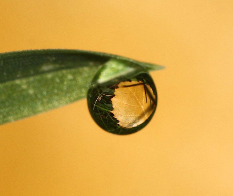 роса, осень Рыжее настроениеphoto preview