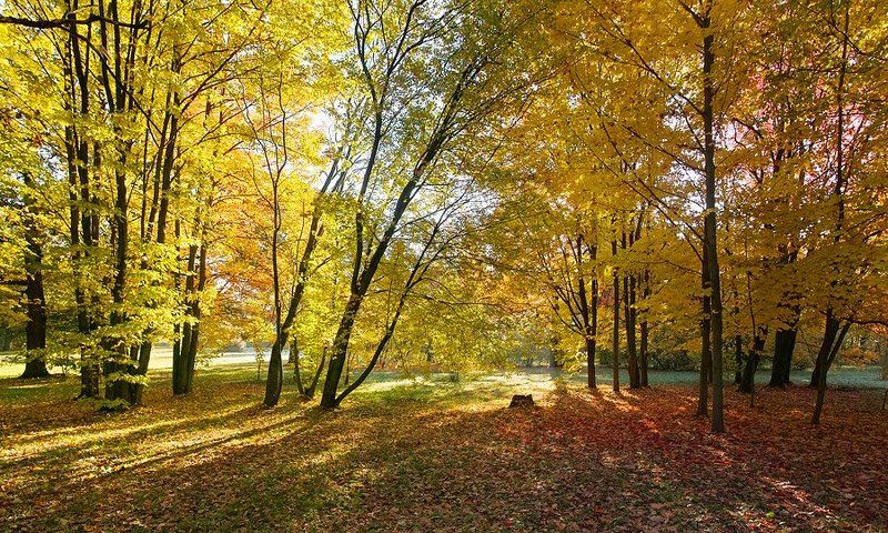 Золотая Осень фото превью