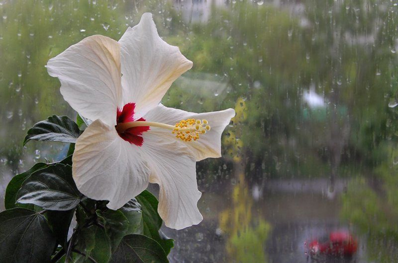 на фоне летнего дождяphoto preview