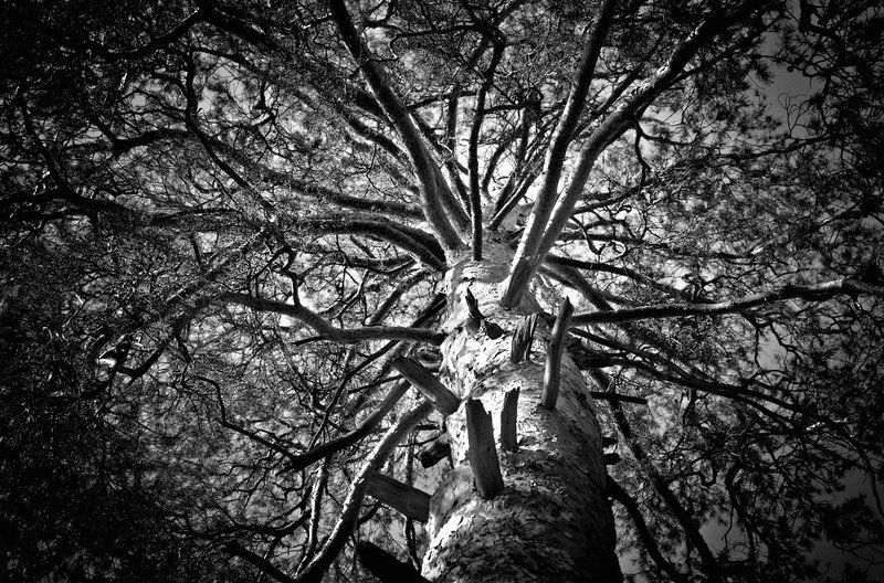 Чащаphoto preview