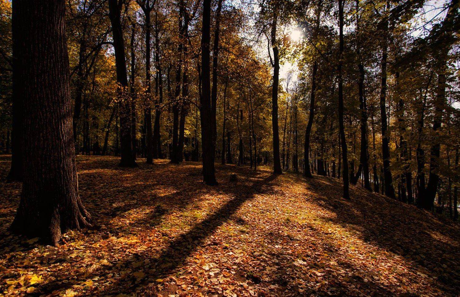 Золото осени.... Автор: Наталья Кузнецова (Nateletro) царицыно, природа, осень, Наталья Кузнецова (Nateletro)