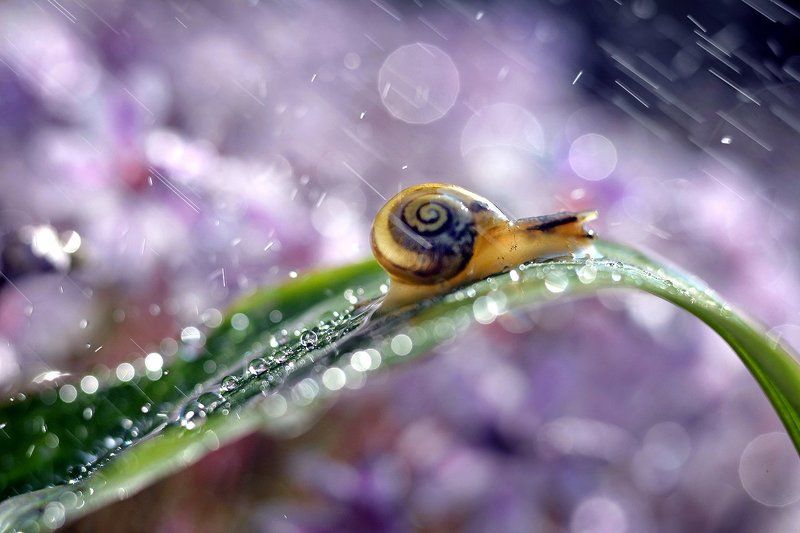 snail, rain, hill, up, bokeh, meyer, optik, macro, aloes, slimak In the rain up the hillphoto preview