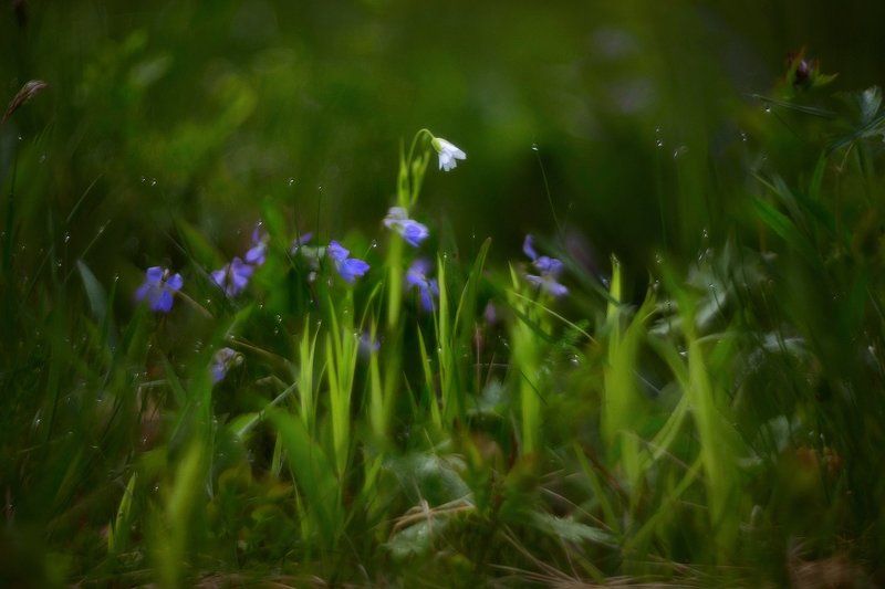 макро, цветы, helios, гелиос Белоснежка. . . пробуждение. . .photo preview