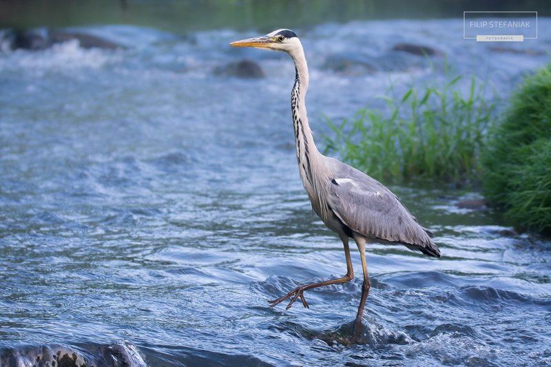 Lightnessphoto preview