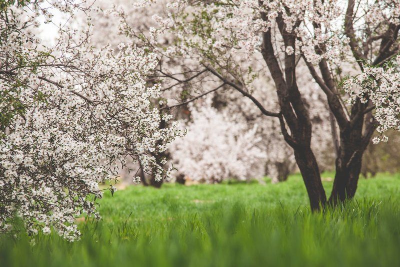 Марокко, Африка, цветы, сады, деревья, зима Мароккансие садыphoto preview