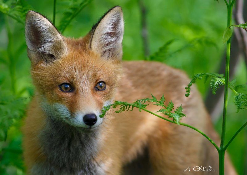 лиса, лисята, потрет Лисьи портретыphoto preview