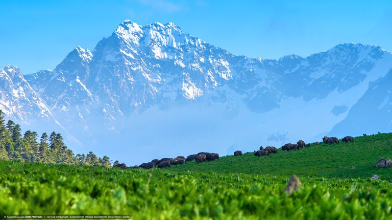 кавказ, горы, зубры, стадо, лето, природа Жизнь в заповедной долинеphoto preview