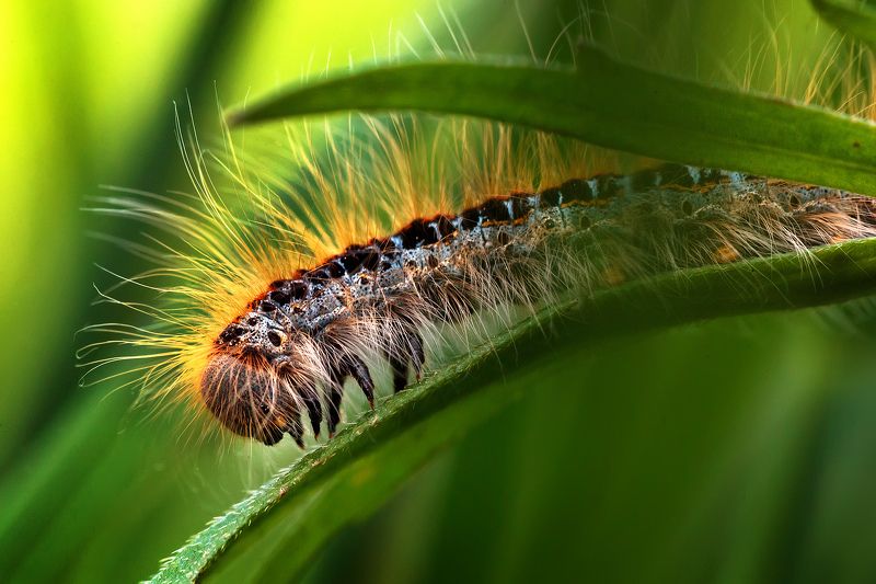 гусеница Панк)photo preview