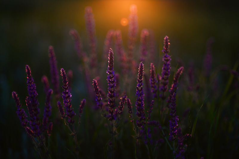 Последние лучиphoto preview