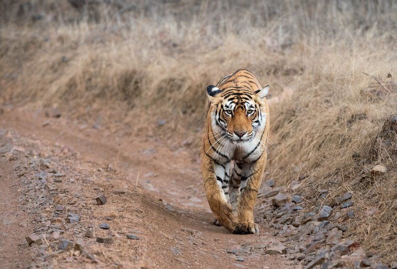индия Вдоль по дорожкеphoto preview