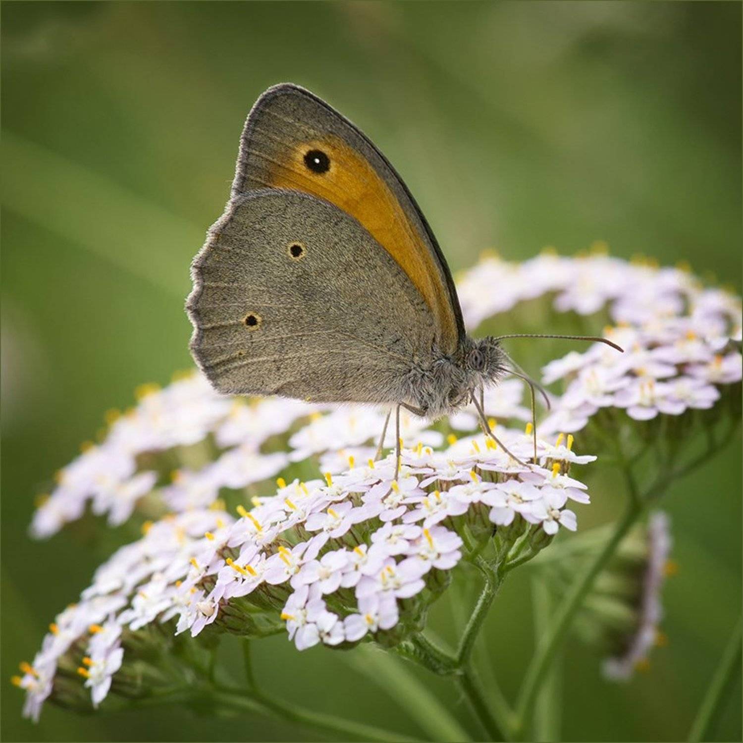 ***. Автор: Сергей Фатин , Сергей Фатин