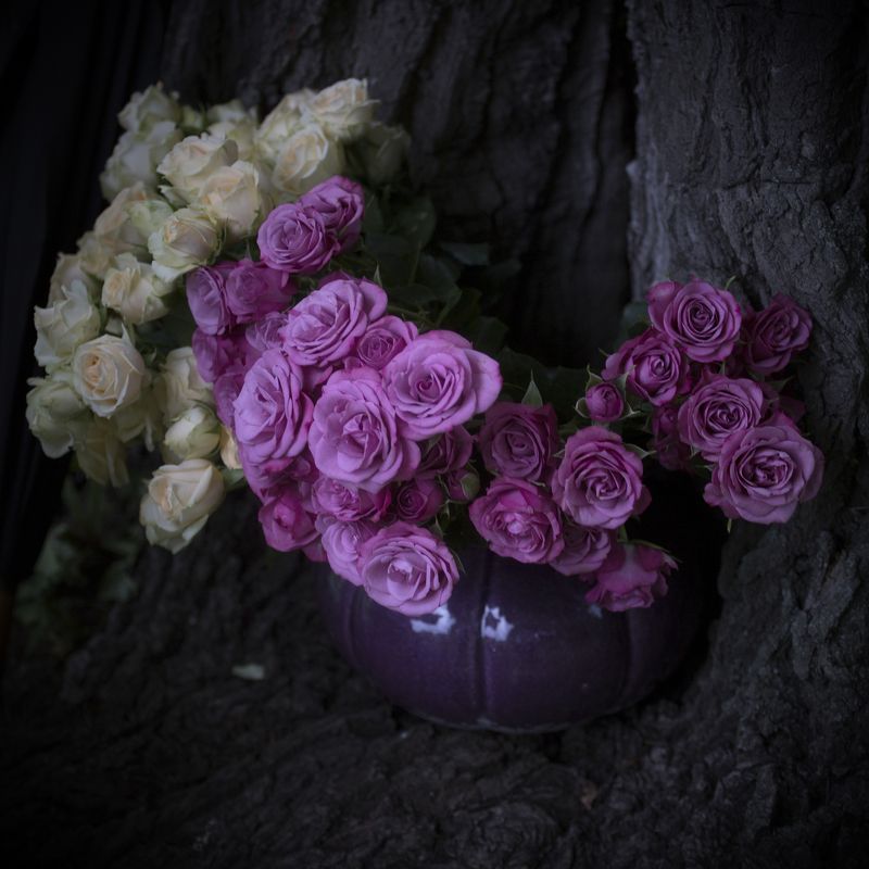 Розы. Холодное лето 2О17. Июнь.photo preview