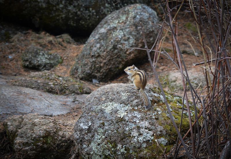 бурундук, красноярская тайга, красноярские столбы Таежная шпана фото превью