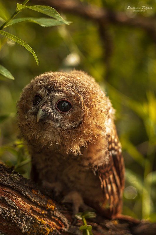 сова, природа, прица совушкаphoto preview