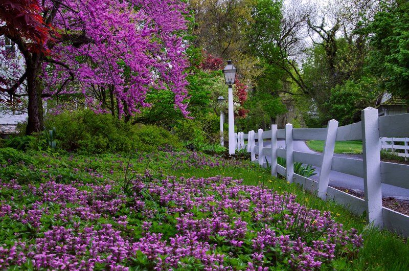 Spring Colorphoto preview