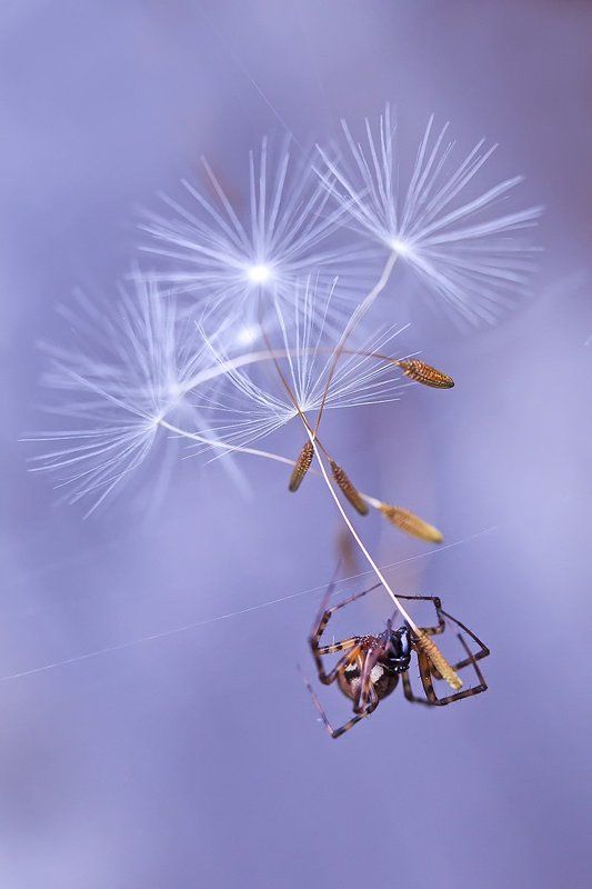 паук, паукообразные, природа, макро Мечтательphoto preview