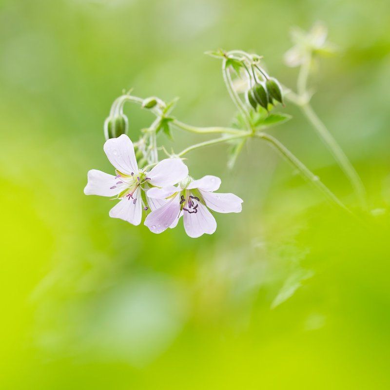 цветы,цветок,макро,растения,природа,флора,трава Весенняяphoto preview