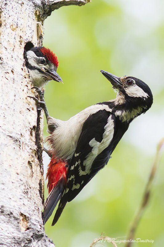 Семья БПДphoto preview