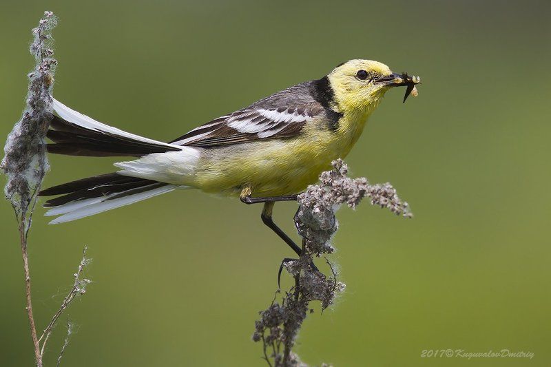 Желтоголовая трясогузкаphoto preview