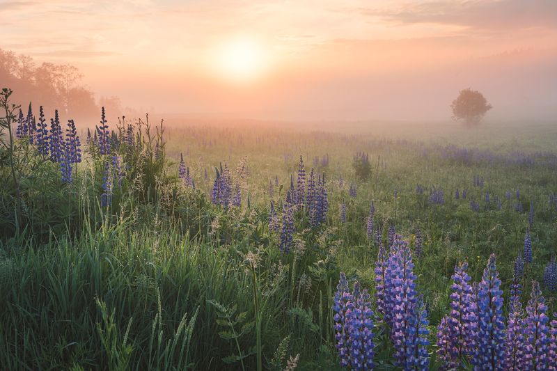 люпиновое полеphoto preview