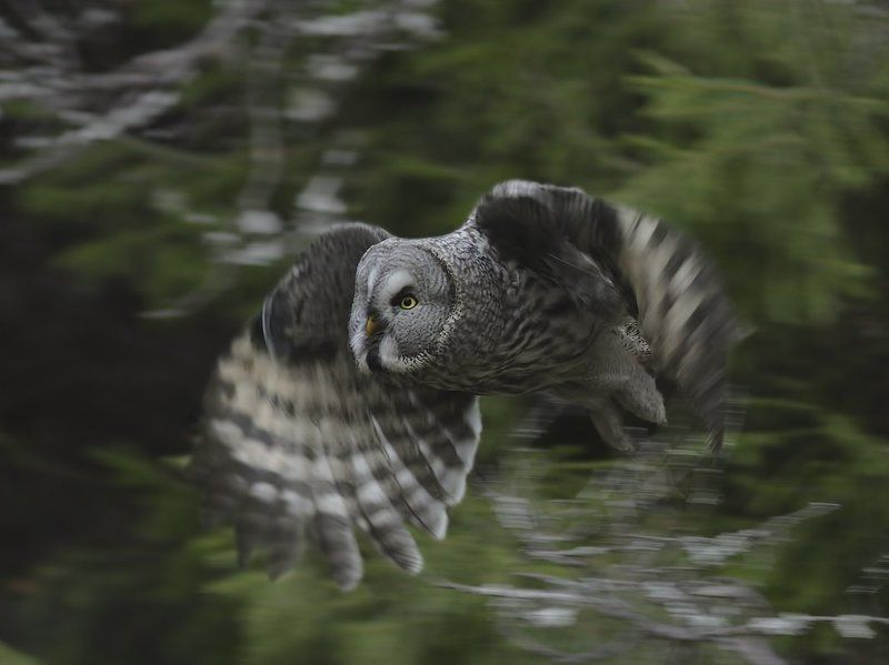 борадатая, неясыть, сова photo preview