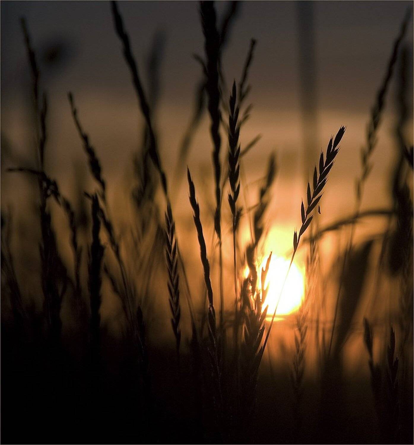 *****. Автор: Куликова Ирина , Куликова Ирина