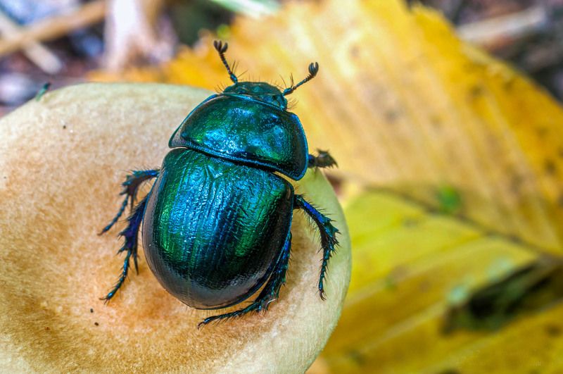 жук, гриб, осень, beetle Лесной санитарphoto preview