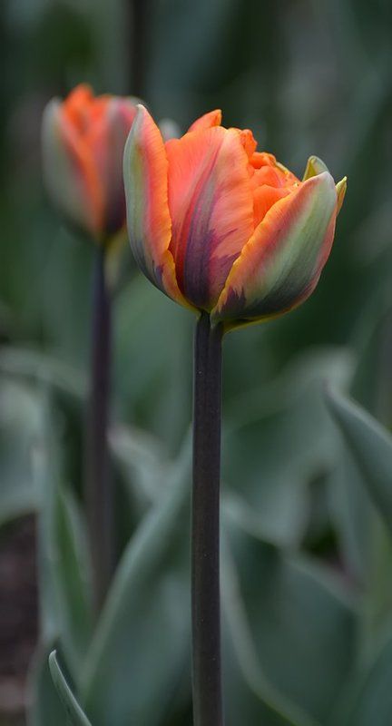 Тюльпаныphoto preview