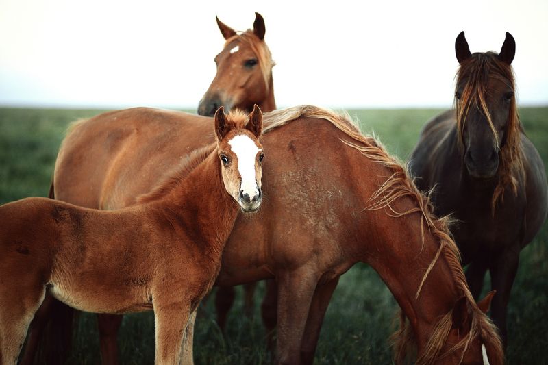 Семьяphoto preview