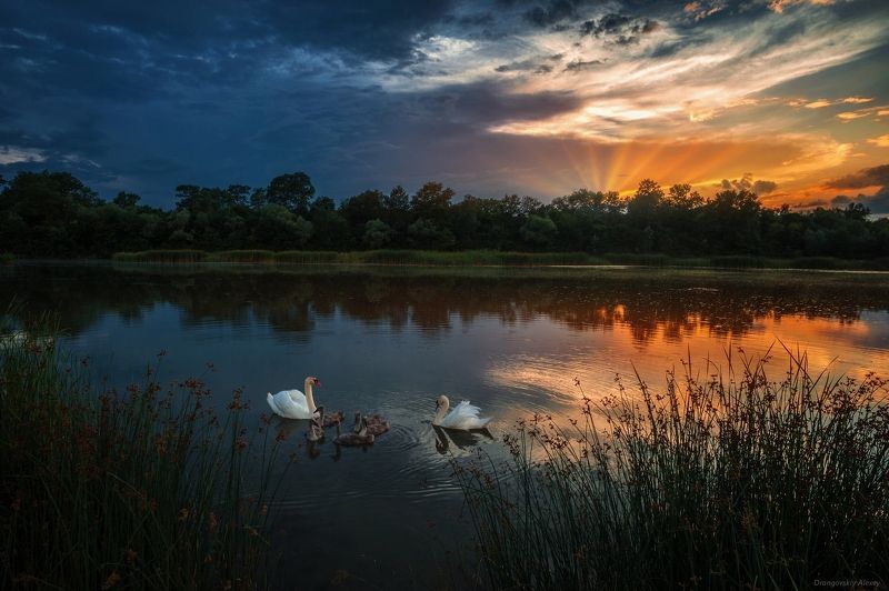 Лебеди на озереphoto preview