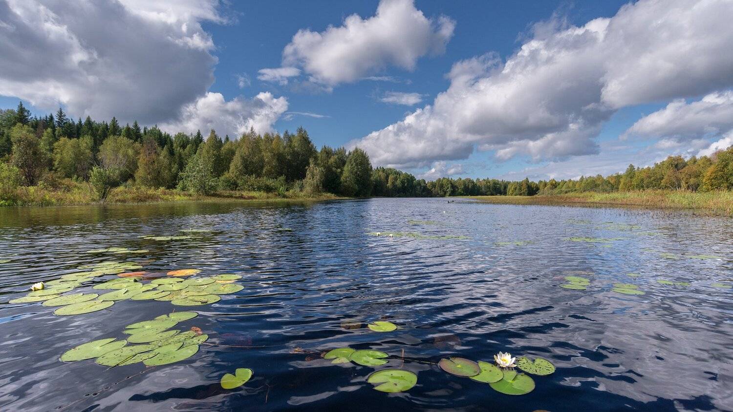 великий двор,вологодчина,кема,север,лето,, Роман Горячий