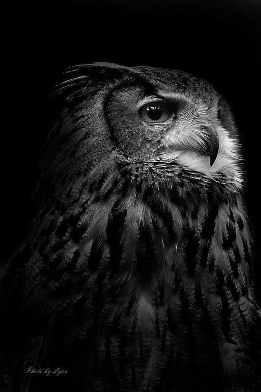  портрет photo preview