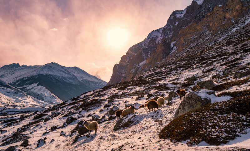 горы, отара, бараны, эльтюбю Эльтюбюphoto preview