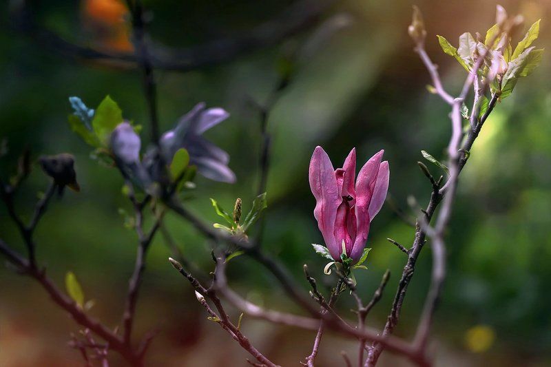 Magnoliaphoto preview