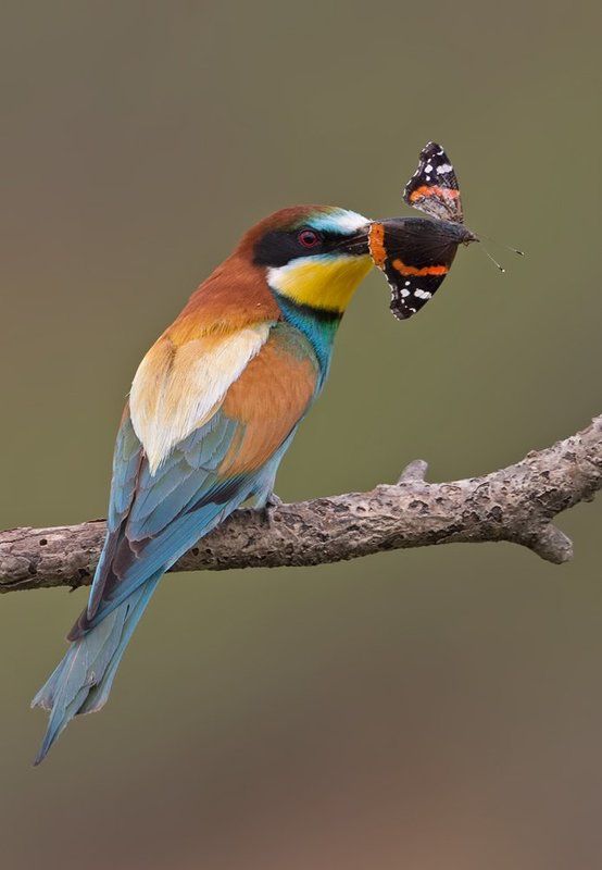 merops_2photo preview