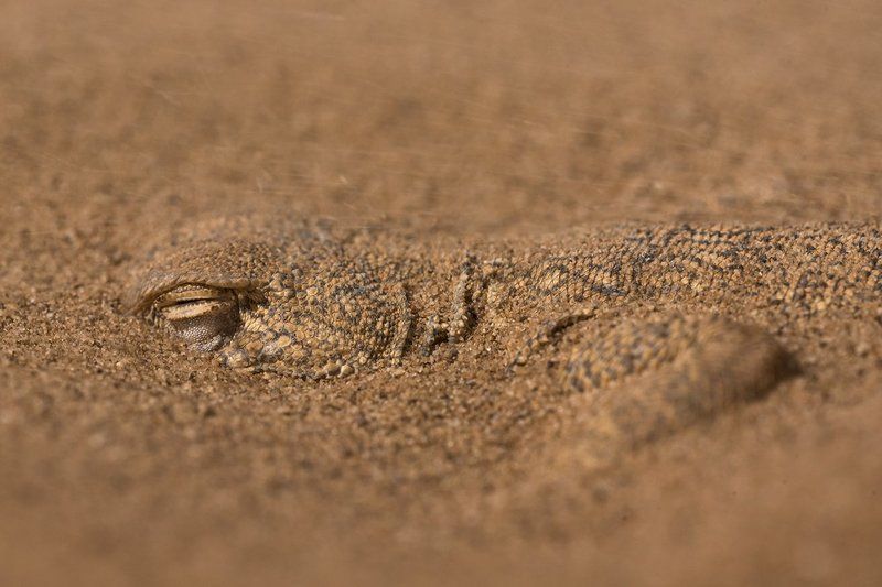 ушастая круглоголовка Ушастая круглоголовкаphoto preview