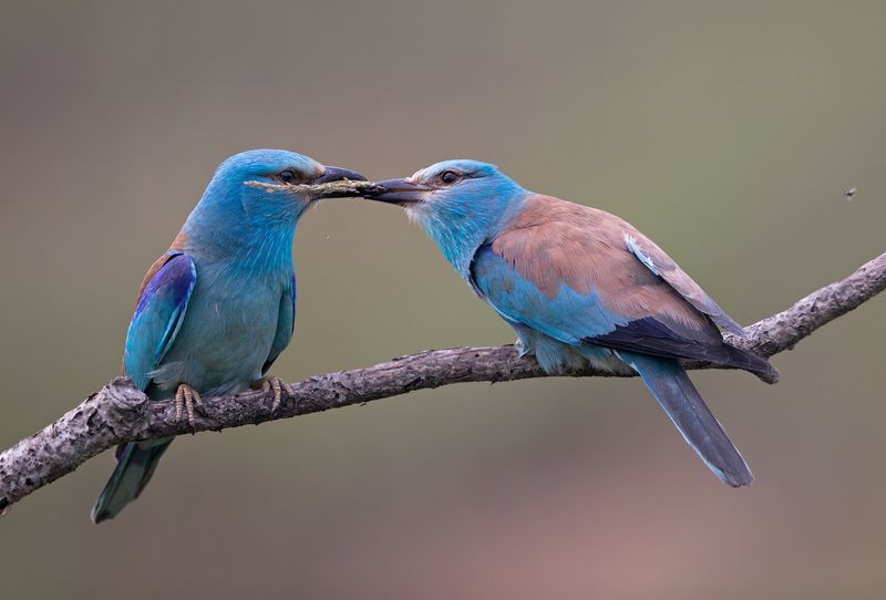 любовphoto preview