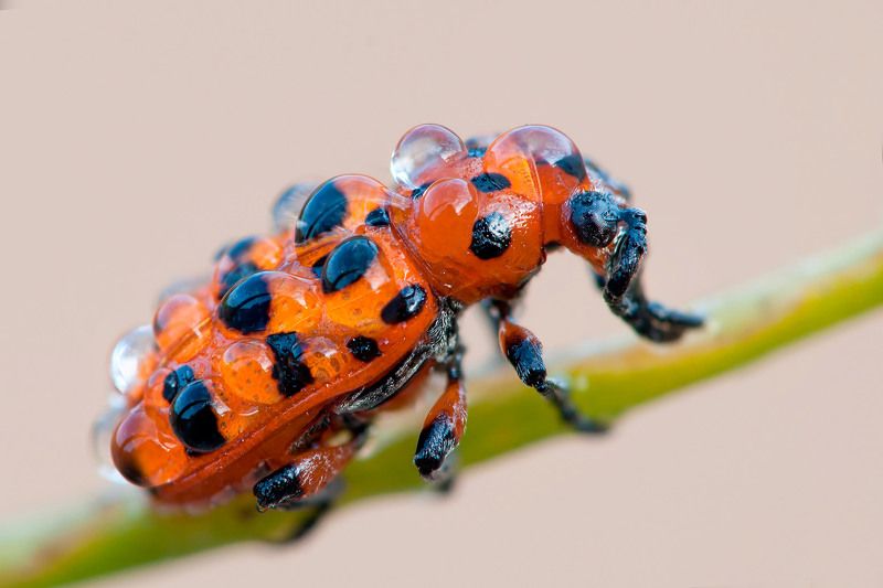 жук, капли, роса Огонёк в росеphoto preview