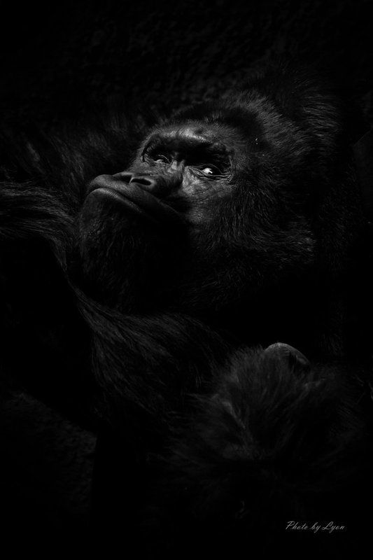 Горилла  портрет photo preview