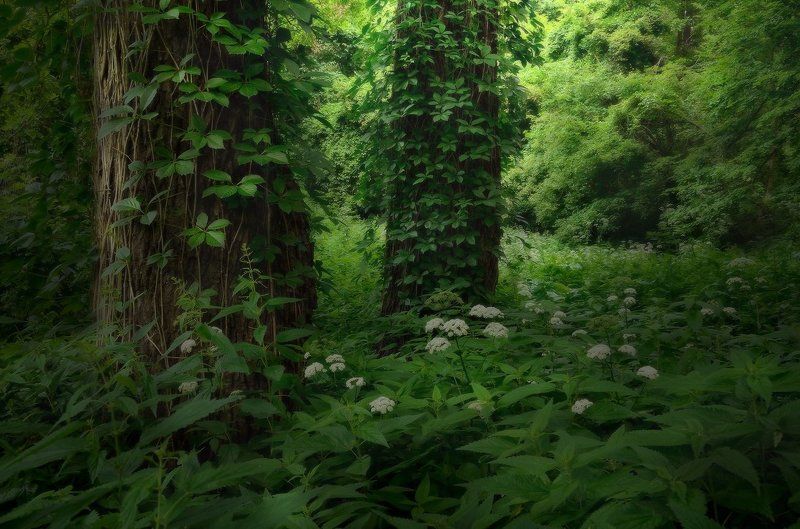 Под сенью дубового лесаphoto preview