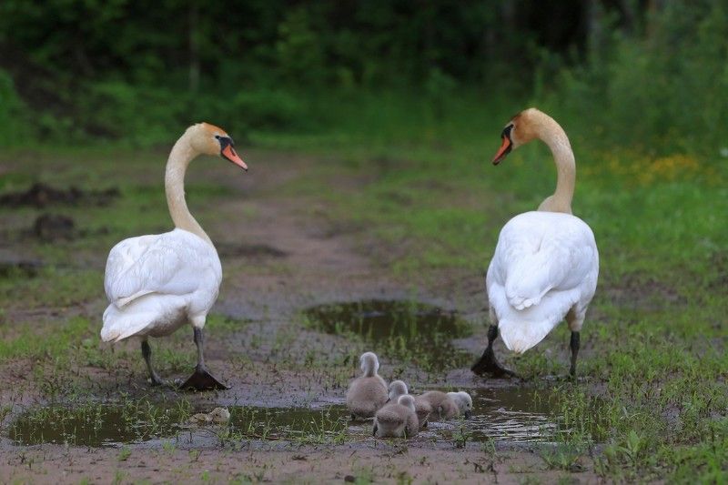 Прогулкаphoto preview