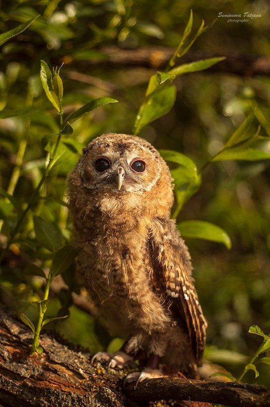 сова, природа, птица  соваphoto preview