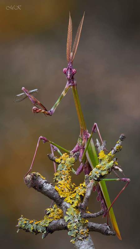 эмпуза Ножку или крылышко?photo preview
