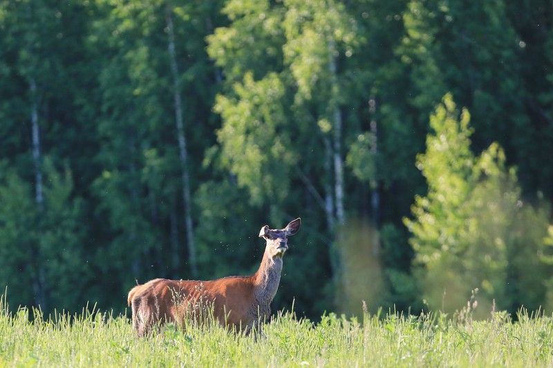 Оленуха.photo preview