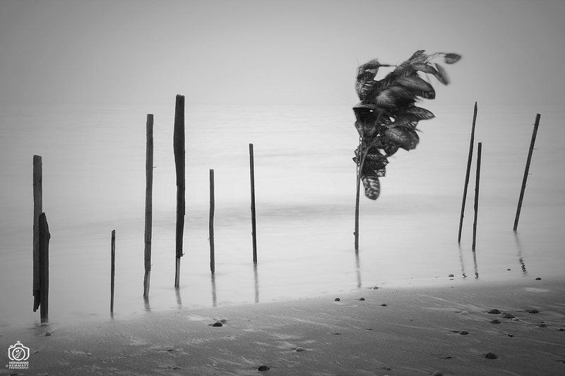 tree sapling on the beachphoto preview