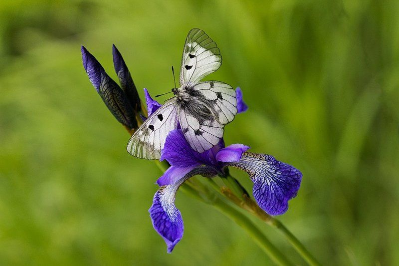 Iris , дайте мне чут-чут от вашего фиолетового!photo preview